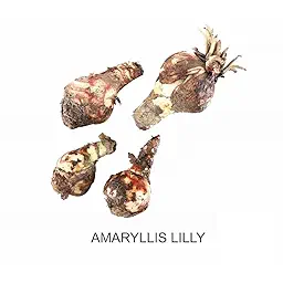 Amaryllis Lily Summer Flower Bulbs 1 Pcs – Fresh, Healthy & Easy-to-Grow