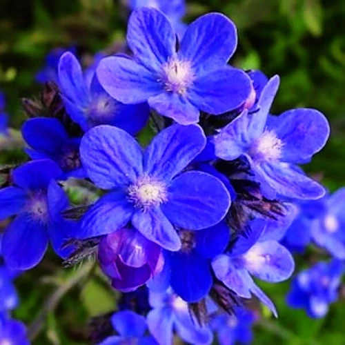 Anchusa | Flower Seeds