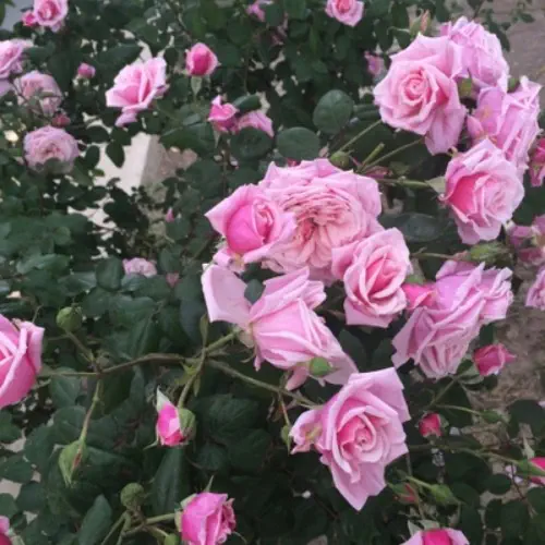 Light Pink Climbing Rose Plant Seeds | Flower Seeds