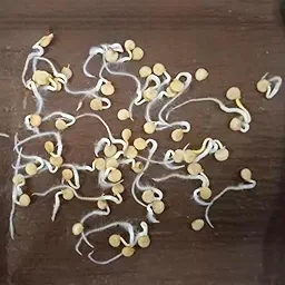 Capsicum Mix F1 Hybrid Shimla Mirch | Vegetable Seeds